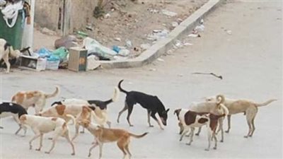 إصابة 8 أشخاص بجروح خطيرة عقرهم حيوان غريب فى المنيا 