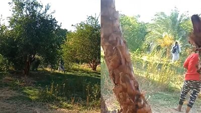 رصاص بين الزراعات.. تفاصيل ساعات من الرعب داخل قرية في أسوان 