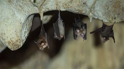 العلماء يكتشفون فيروس كورونا جديد في الخفافيش يقاوم اللقاحات الحالية