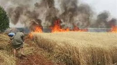 المشدد 15 سنة للمتهمة بحرق أرض زوجها المنزرعة بالقمح انتقامًا منه بسوهاج