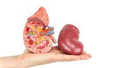 مشادة على الهواء بين داعية إسلامي وآخر بشأن التبرع بالأعضاء