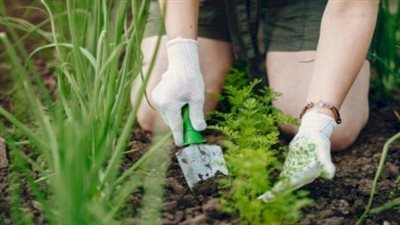  خطوات ضرورية ينصح باتباعها للاعتناء بحديقة المنزل في الشتاء