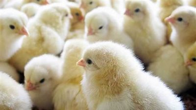  تحرك عاجل من الحكومة بعد ارتفاع سعر الكتكوت إلى 45 جنيهًا