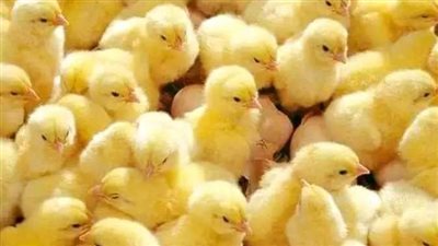 رئيس شعبة الدواجن يكشف سبب ارتفاع أسعار الكتاكيت بنسبة 124%