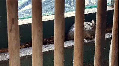 سعبينية تجبر جيرانها على مغادرة منازلهم بسبب ما تفعله مع الفئران