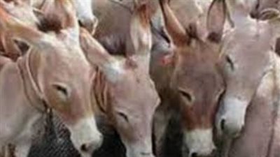 كشف ملابسات العثور على عدد من الحمير المذبوحة بالبحيرة