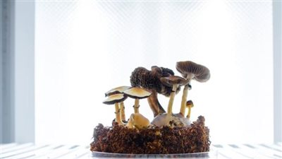 كيف تطوّر فطر عيش الغراب ليصبح مادة مخدرة؟!