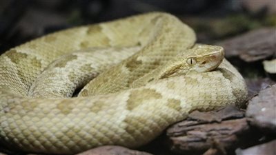 مكان لا يمكن أن يطأه بشر.. ماذا تعرف عن جزيرة الأفاعي البرازيلية؟