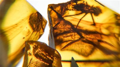 ما هي رقصة الموت التي اكتشفها العلماء من مرحلة ما قبل التاريخ؟