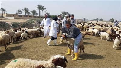 الزراعة: تحصين 402 ألف رأس أغنام وماعز ضد طاعون المجترات الصغيرة 