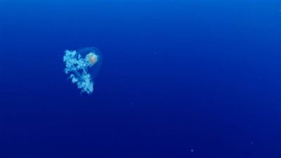 كيف يحارب قنديل البحر الشيخوخة ويعيش في شباب دائم؟