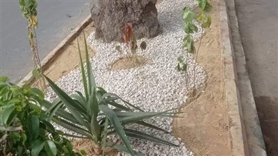 انتهاء تطوير ورفع كفاءة الجزيرة الوسطى أمام جامعة المنصورة