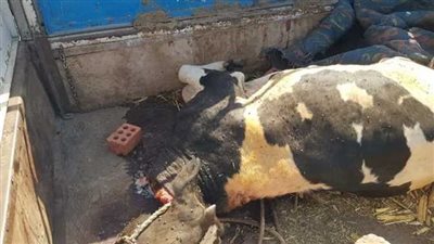  التحفظ على رأس ماشية نافقة مذبوحة قبل بيعها للمواطنين فى المنيا