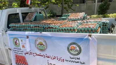 الزراعة تطرح كميات كبيرة من بيض المائدة بأسعار مخفضة. اعرف الأماكن 