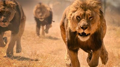 إغلاق حديقة حيوان أسترالية بعد هروب خمسة أسود