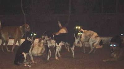 كلب يعقر طفلا ويصيبه فى «المؤخرة» بأسوان.. اعرف التفاصيل