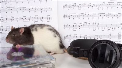 صدق أو لا تصدق.. الفئران لديها إحساس فطري بالإيقاع ويمكنها الرقص