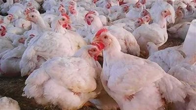 أسعار الدواجن اليوم الاثنين 20 يناير 2025