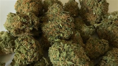 تفاصيل ضبط مسجل خطر يتاجر في البانجو بمحافظة الدقهلية