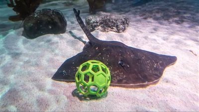 فيديو مبهر.. سمك الري يلعب كرة القدم تحت الماء 