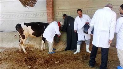 تحصين 21 ألف رأس ماشية ضد الأمراض الوبائية بالدقهلية 