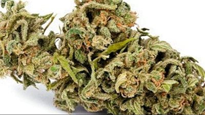 رجال الجمارك يحبطون محاولة إدخال بذور نبات الماريجوانا المخدر للبلاد 