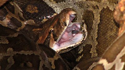 مرعب.. كيف يبتلع الثعبان البورمي غزالة كاملة على مرة واحدة؟ 