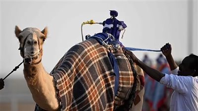 ما هي أنفلونزا الإبل التي حذر خبراء الصحة وما علاقتها بكأس العالم؟ 