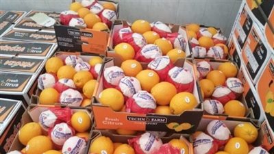 حمدي رزق: البرتقال المصري يغزو أوروبا وآسيا.. فيديو