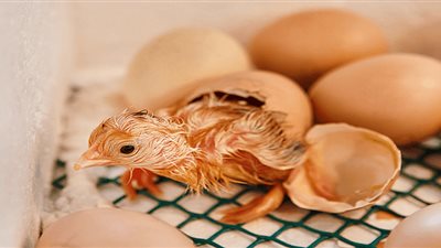 حقيقة انتشار البيض المخصب في الأسواق..هل يصلح للاستهلاك الآدمي؟ 