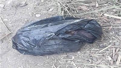 كيس بلاستيك يكشف أسباب قتل طفل حديث الولادة بـ7 طعنات بمدينة السلام