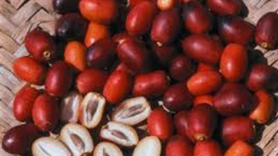 «بلحة» تتسبب في إنهاء حياة شخص بأسوان 