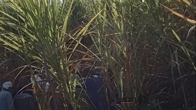 مقتل شاب وسط زراعات القصب في تجدد خصومة ثأرية بين عائلتين بسوهاج