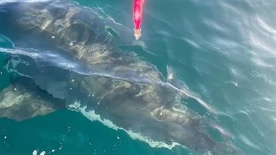 سمكة قرش بيضاء تهاجم شاطئ شهير وتحذيرات من الشرطة