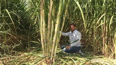 التموين: توريد 350 ألف طن قصب من المزارعين