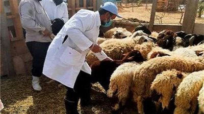 بدء الحملة القومية للتحصين ضد مرض الجلد العقدي وجدري الأغنام بالمنيا