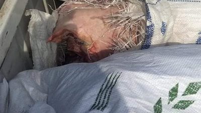 بالصور.. ضبط لحوم ودواجن فاسدة بالقليوبية 