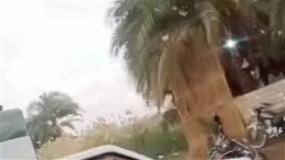 «الري بالرش» تستنسخ أجواء الجيارة و«البيسا» تحول القرية الصعيدية إلى الباطنية