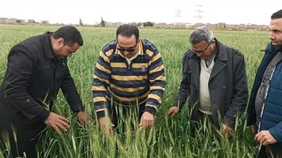 زراعة دمياط تعلن 1000 فدان زيادة مساحات زراعة القمح عن العام الماضى