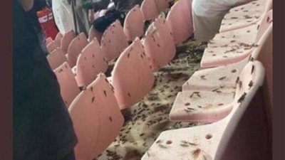 القصة الكاملة لغزو أسراب من الجراد ملعب لكرة القدم فى مكة بالسعودية