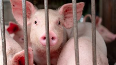 الصحة توضح حقيقة انتشار أنفلونزا الخنازير في مصر