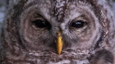 بومة شريرة تهدد حياة امرأة أمريكية لأسباب غامضة.. هاجمتها أكثر من مرة!