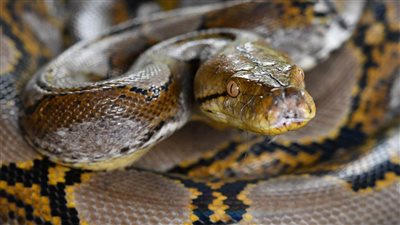 صدق أو لا تصدق.. العثور على امرأة مفقودة داخل الثعبان الشبكي 