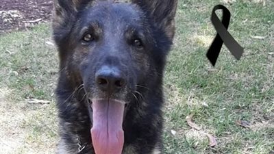 وفاة أشهر كلب ساعد فى انتشال ضحايا زلزال تركيا.. صور