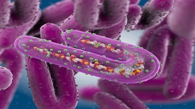 ماربورغ MVD.. فيروس شديد الخطورة يضرب العالم من جديد 