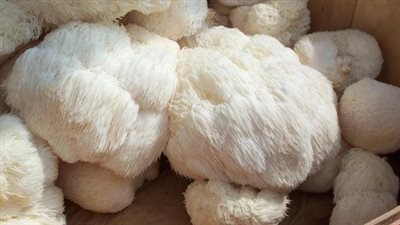 دراسة: المشروم يقوي الذاكرعنة طريق تعزيز نمو الأعصاب