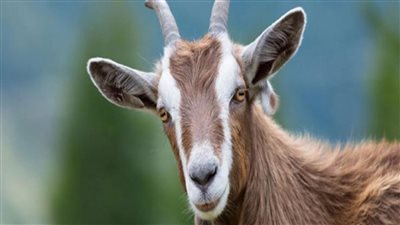  ولادة حمل بستة أرجل في مزرعة بولاية ساكسونيا الألمانية (صورة)