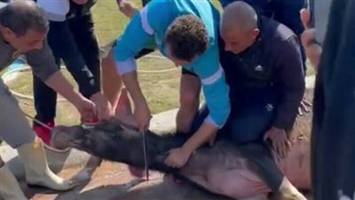 هل يجوز التصوير مع الأضاحي قبل النحر أو بعده أو تصوير النحر نفسه؟