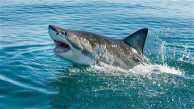 الاحتلال الإسرائيلي يغلق شواطئ فى تل أبيب بعد رصد أسماك القرش