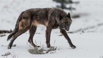 هل يوجد فيروس قادر على تحويل البشر إلى أبطال؟!